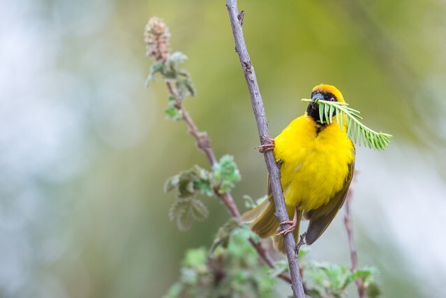 A Southern Masked Weaver gathering building materials for a nest